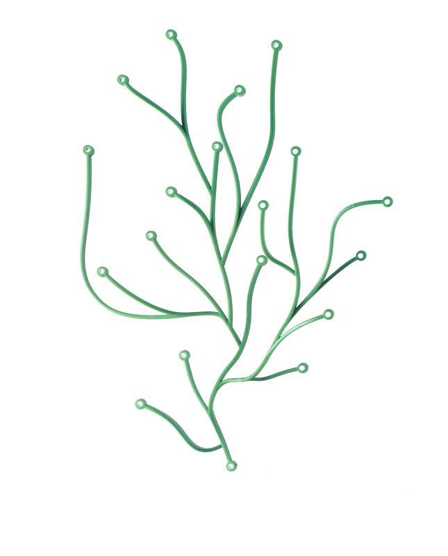 ALGUES DECORATIVES
